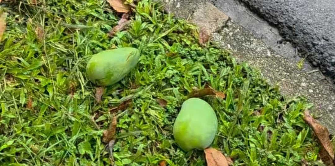 Picking a fallen mango in Singapore? It could cost you Rs 3.75 lakh