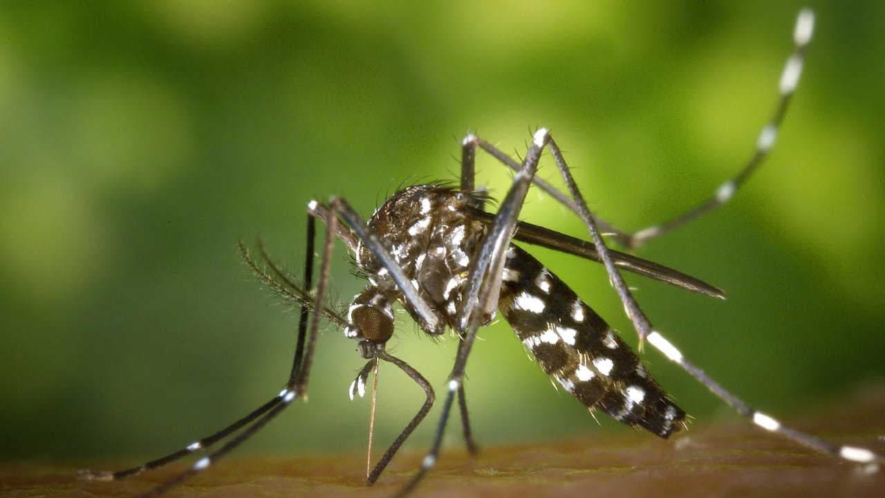Can mosquitoes learn to ignore repellents? New study raises concerns over DEET effectiveness