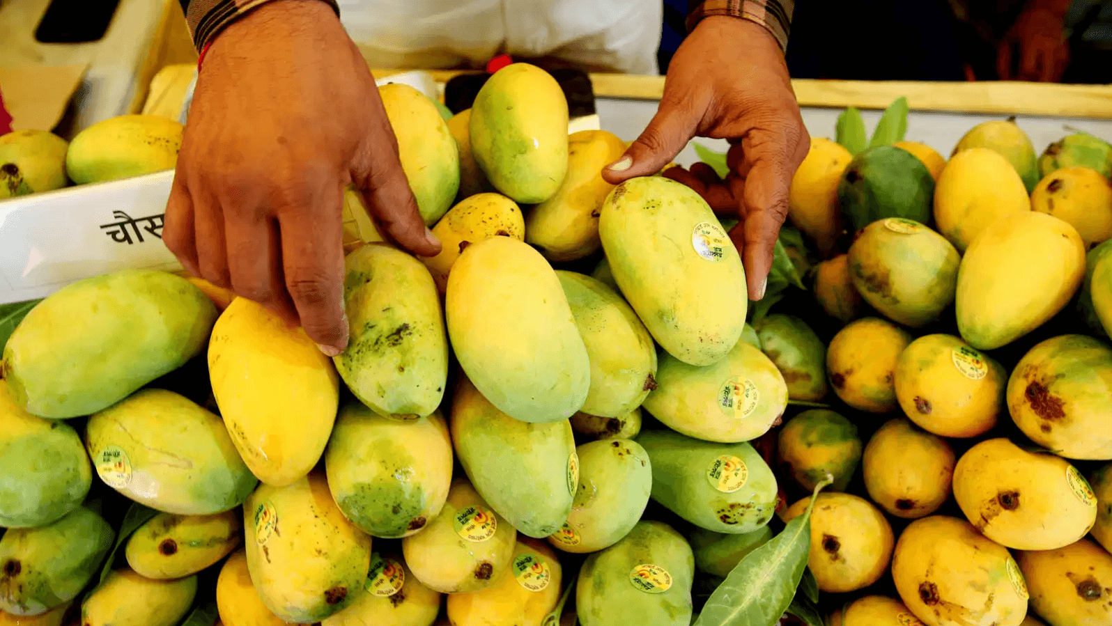 Has Nepal banned Indian mangoes? Government issues clarification on viral claims
