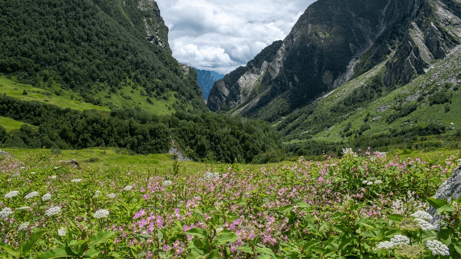 Planning a monsoon getaway? Uttarakhand’s UNESCO-listed Valley of Flowers reopens for visitors