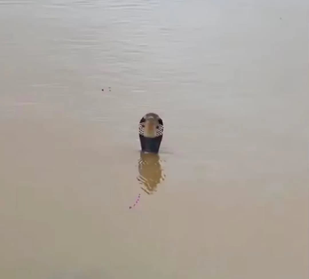 China floods trigger snake scare as nearly 900 reptiles, including cobras escape farm