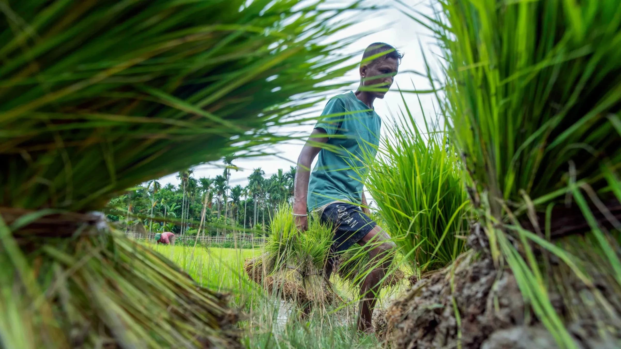Kharif sowing down 16% despite July rains | File image/ANI