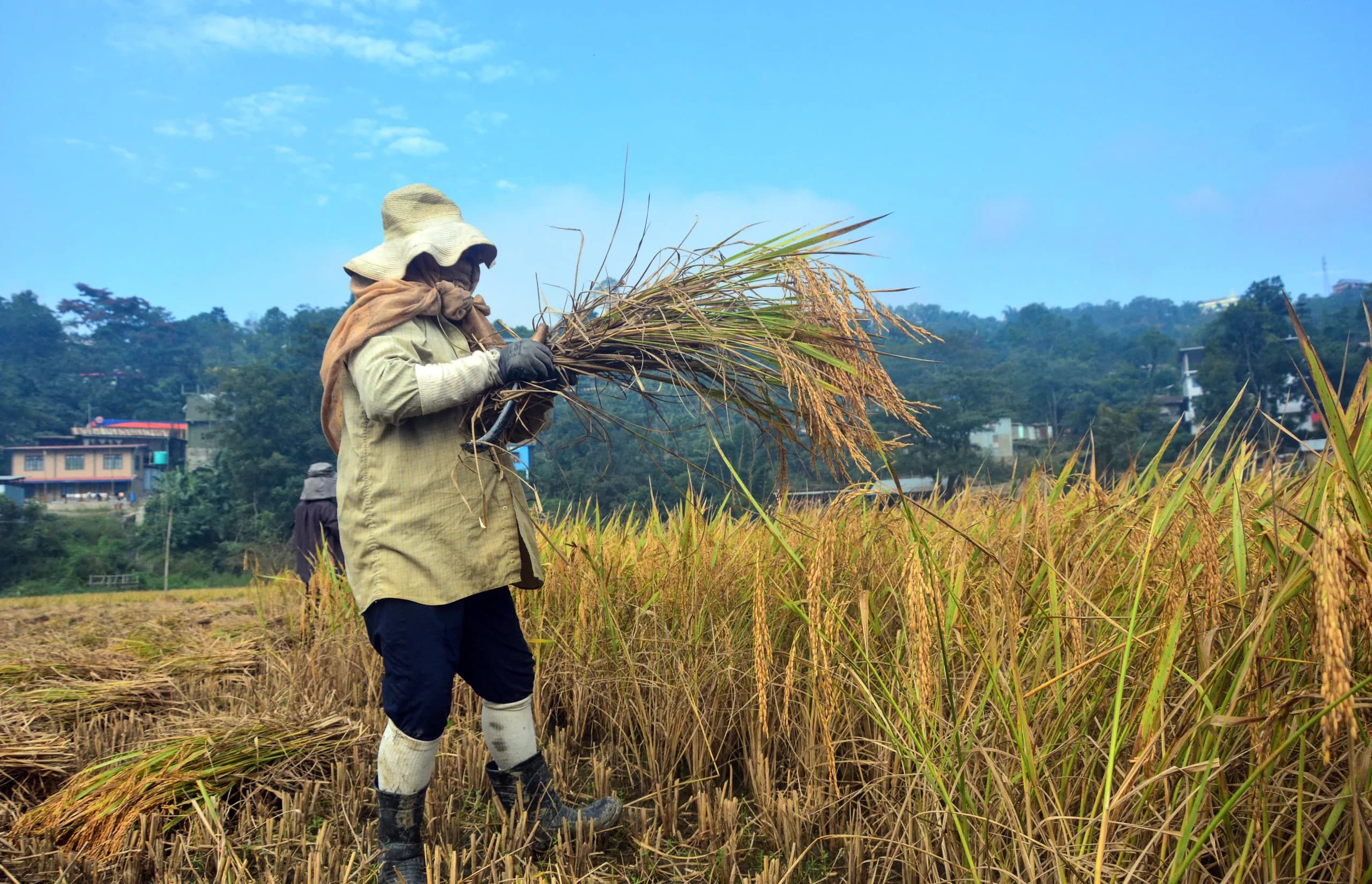 A farmer harvests paddy (rice) from a field, in Senapati / ANI