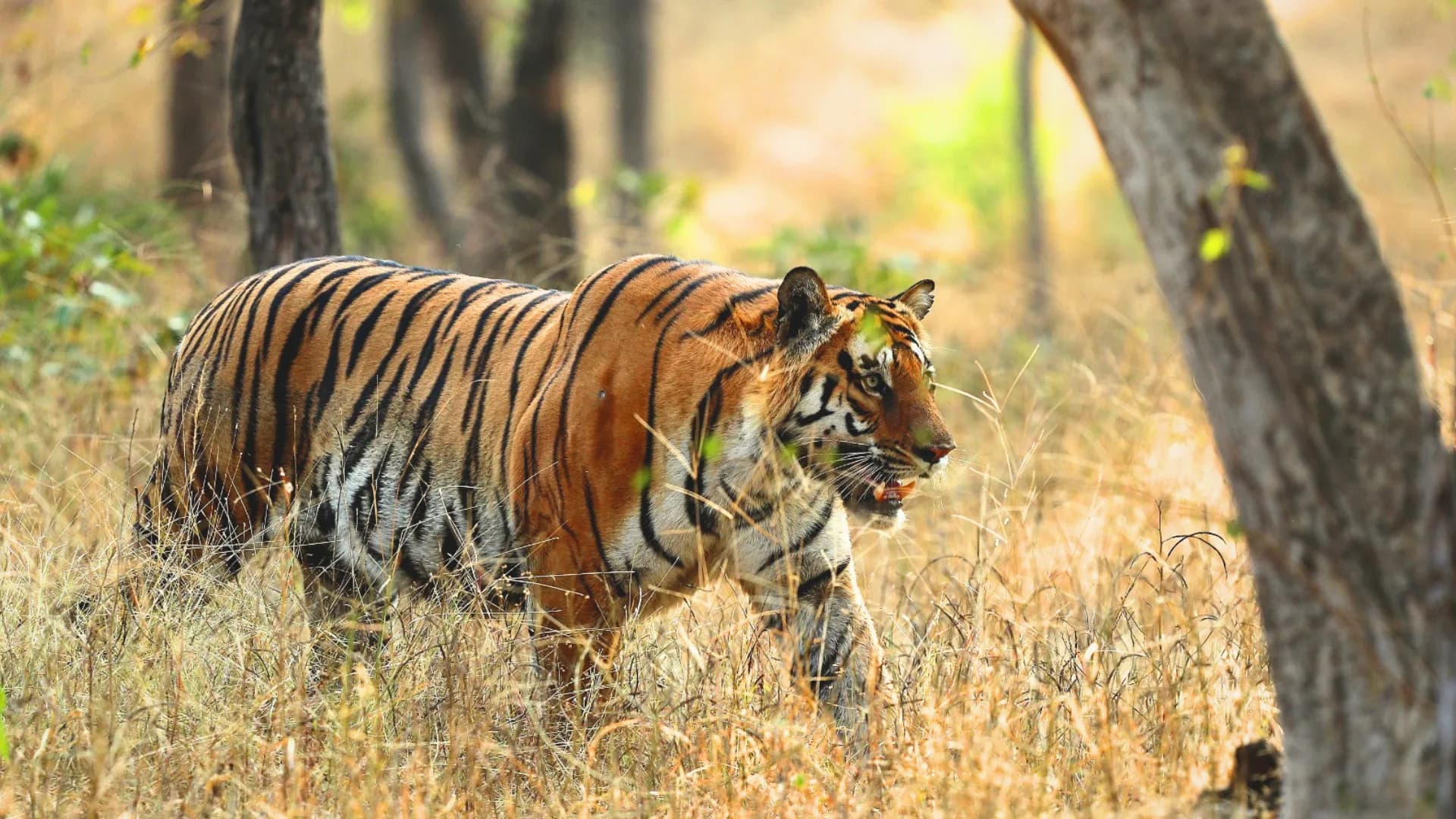 India’s ‘Tiger State’: Madhya Pradesh’s conservation model sets global benchmark with 785 big cats